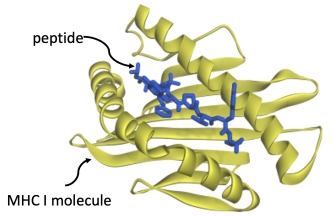File:Peptide1.PNG