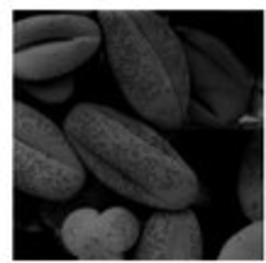 File:Focused Stochastic Image Processing Source Crop.png
